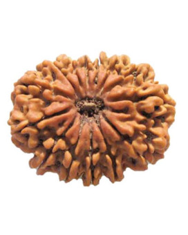 Fourteen Mukhi