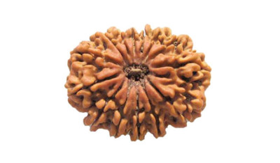 Fourteen Mukhi