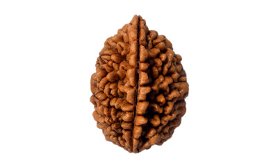 Two Mukhi