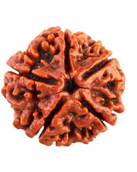 Five Mukhi