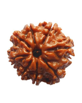 Eight Mukhi