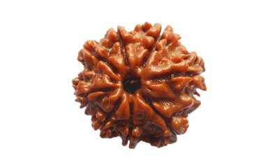 Eight Mukhi