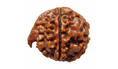 Ganesh Rudraksha